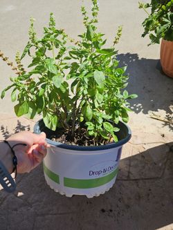 Organic thai basil herb plant