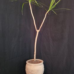 59”tall Dracaena Marginata In Round Terracotta Pot($125)