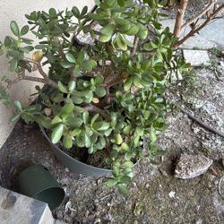 Jade plant