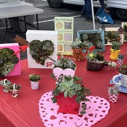 Valentine Succulent Arrangements
