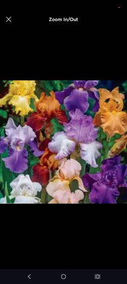 Mixed iris potted plants 10 for 30$