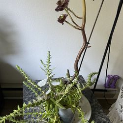 Three Different Succulant Plant With Two Pot