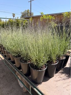 Lavender 5 gal
