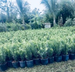 Podocarpus Privacy Plant 3g full size