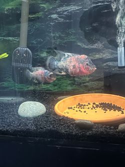 2 fish ornaments