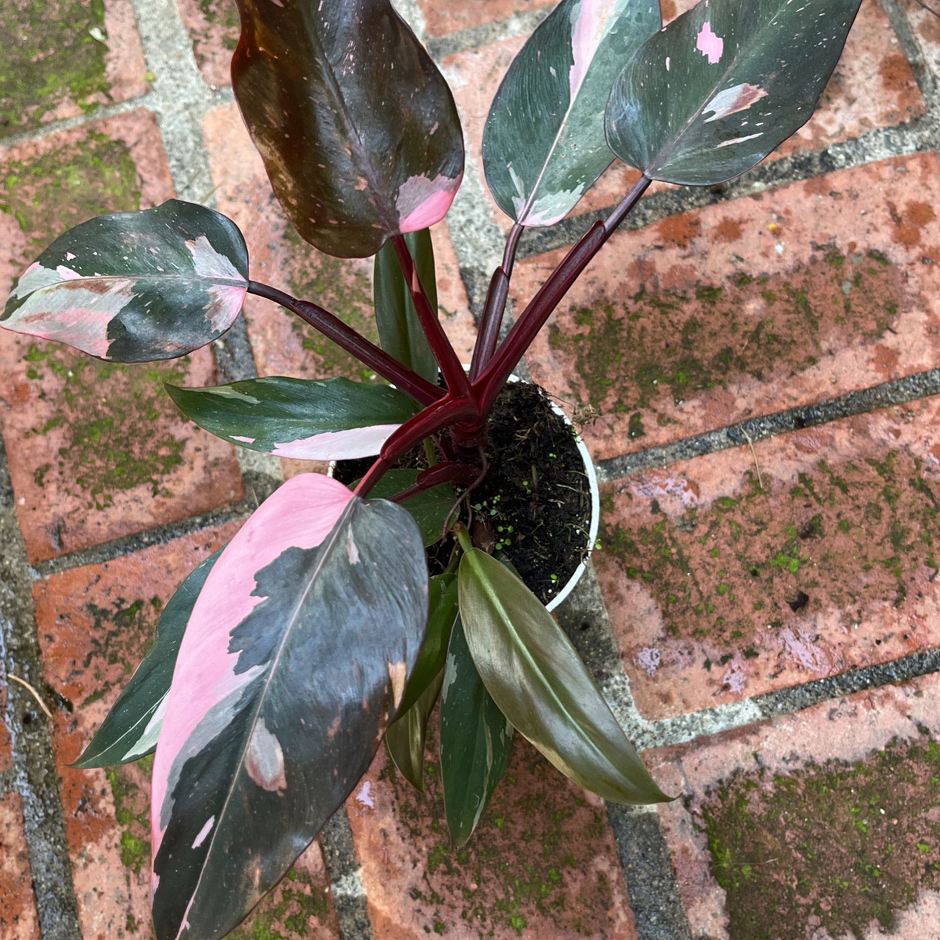 Pink Princess Philodendron Rare plant 