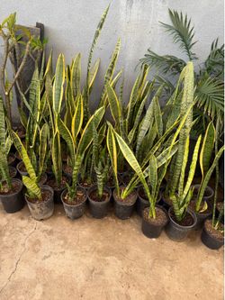 Snake plant