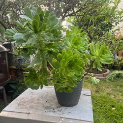 Aeonium Plant  $22