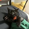 Stella