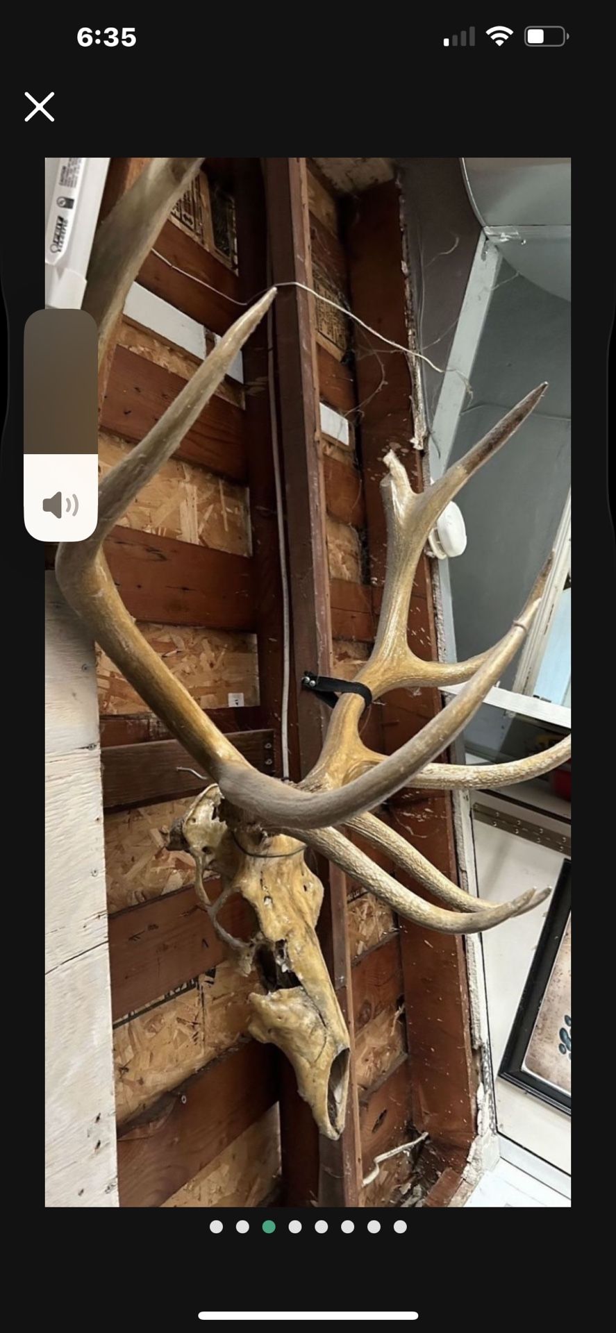 Elk Skull Mount Cabin Mountain Decor 