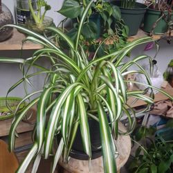 Spider Plant 8in