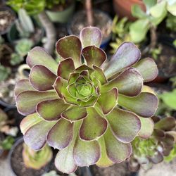Aeonium Succulent Plant