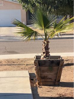 California Fan Palm (Washingtonia filifera)