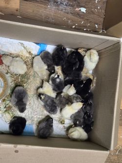 Rubber chicks all different colors