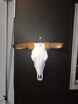 Bull skull nice horns