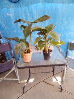 Both Plants Yellow Red Flower 15 