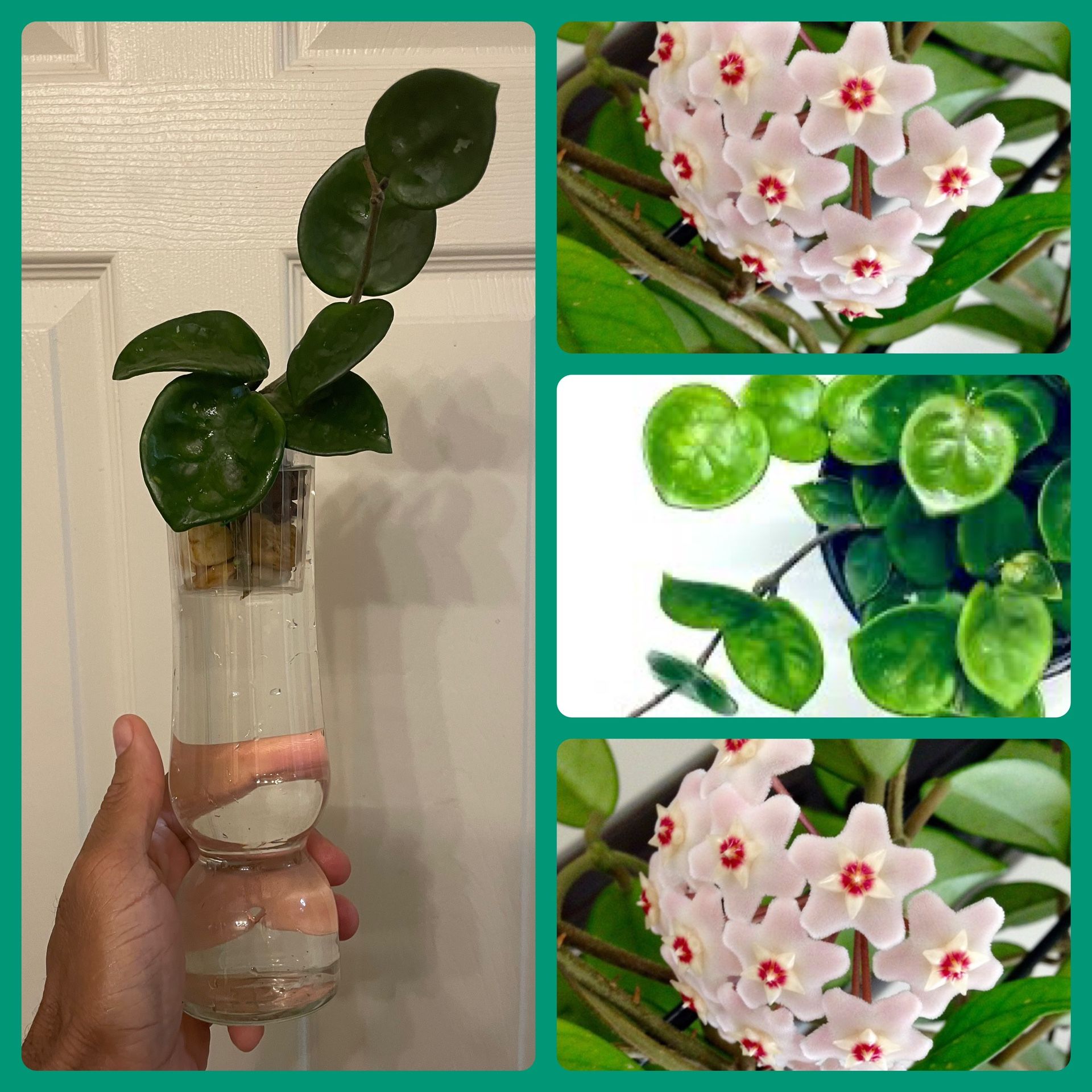 $5 Each | Plant Cuttings | Hoya “Chelsea” | Flowering House Plants