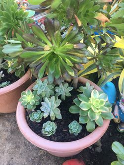 Assorted plants