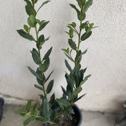 Laurus Bay Leaf Plant, In 1 Gallón Pot Pick Up Only