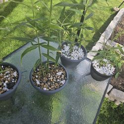 Organic Ginger Plants