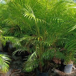 Huge Arecas About 7 Feet Tall Instant Privacy Hedge For Fence