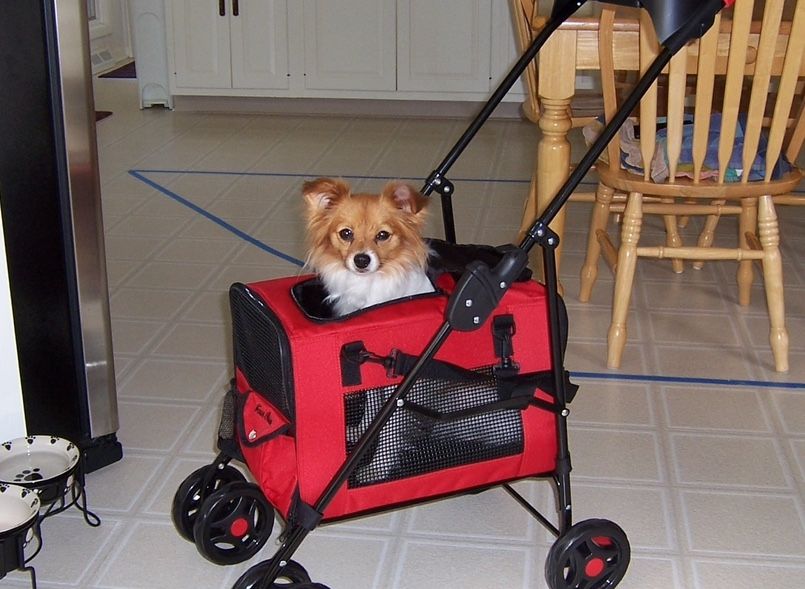Dog carrier and stroller