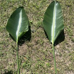 Bird Of Paradise Plant 