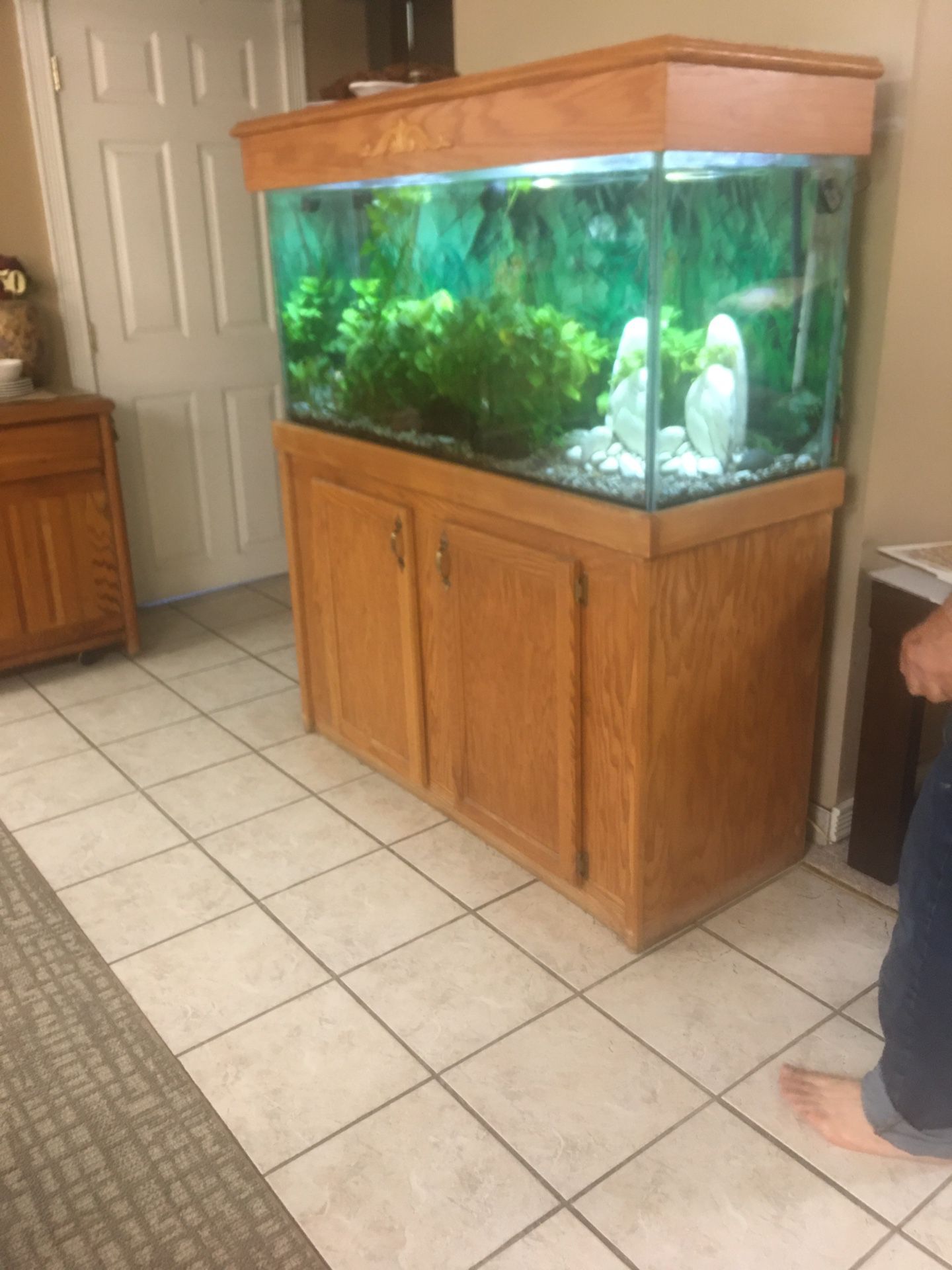 100 Gallon Glass Fish Tank