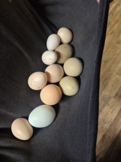Fresh Free Range, No Chemicals EGGS