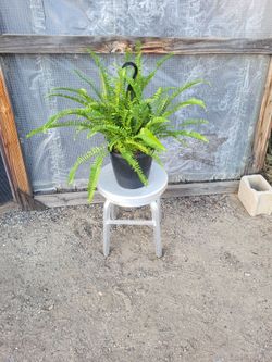 Fern Plant 8.5" Nursery Pot