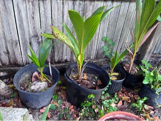 Coconut plant