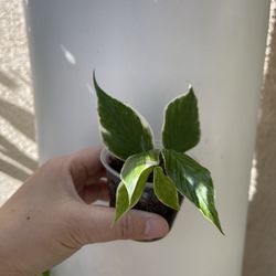 Hoya Albo Polyneura Plant 