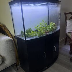 Amazing Show Case Aquarium/ Fish Tank 40 Gallons Includes Stand And Lights
