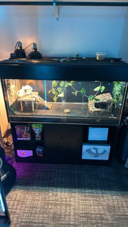 Bearded Dragon terrarium