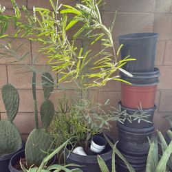 Mesquite
