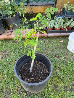 Moringa plant .