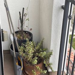 Small Plant Pot