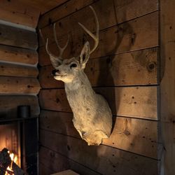 Vintage Mule Deer Shoulder Taxidermy Wall Mount