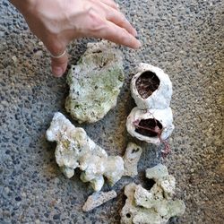 Huge Lot Several Pieces Of Coral And Barnacles For For Planting Succulents 