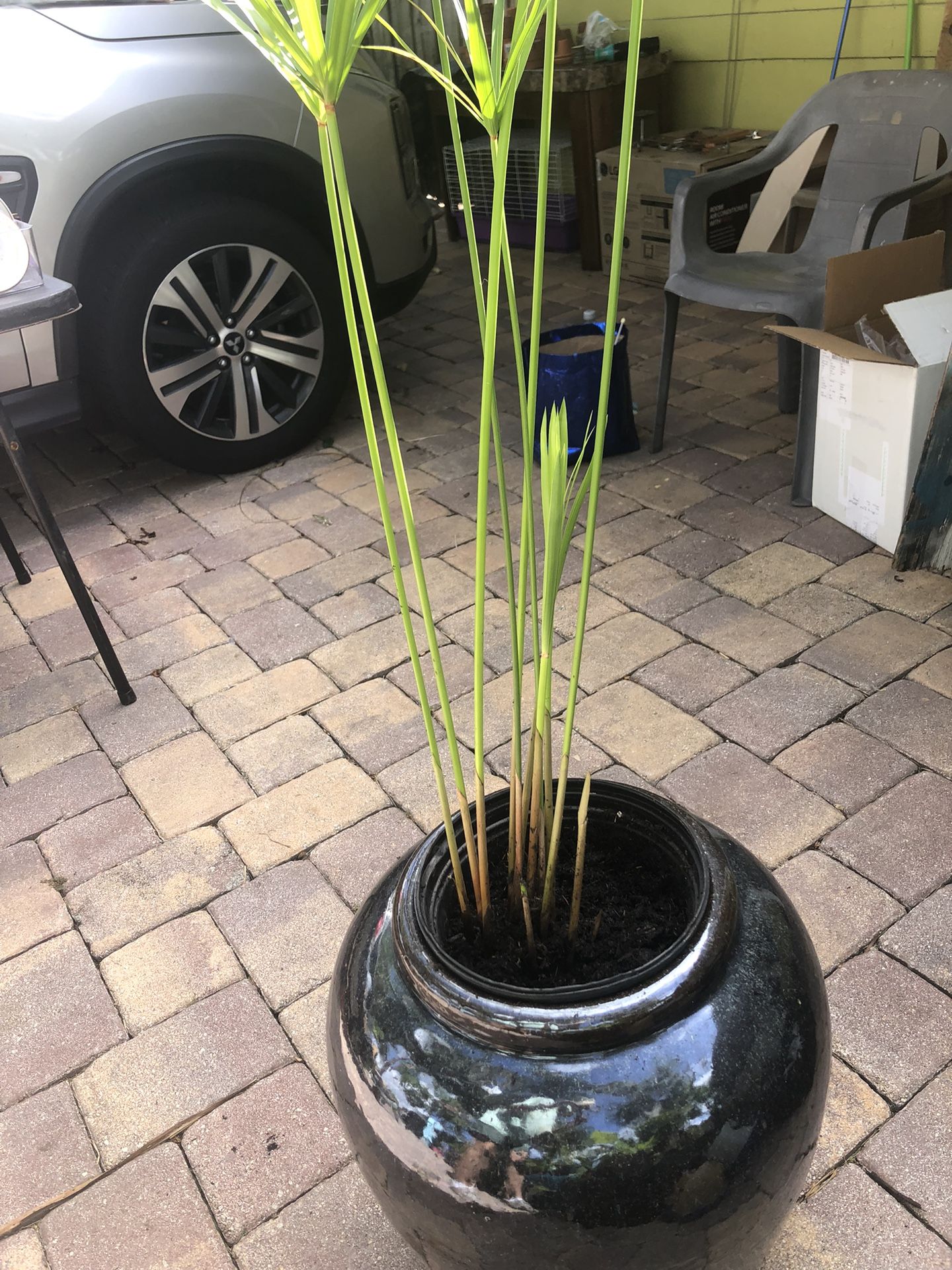 Glazed Pot With Papyrus Plant