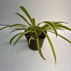 Variegated Clorophytum