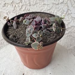 6 Inch Pot Succulent Plant - Rare Crassula Pellucida - Calico Kitten Plant - Rooted & Established - Drought Resistant 🪴  