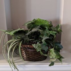 Plants In Rattan Planter, Faux