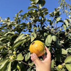 Ruby Supreme Guava Tree 8-12ft