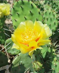 CACTUS