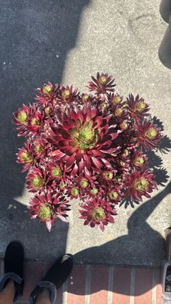 Aeonium fire cracker in 5 gallon
