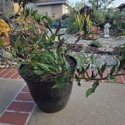 Rare Okinawan Spinach (Gynura bicolor), $19 for 8 gallon pot. 