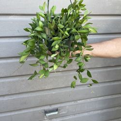 6” hoya burtoniae 