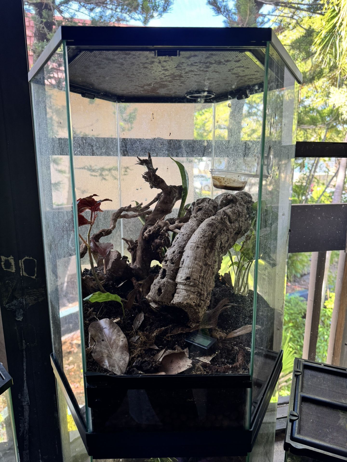 Bioactive 20 Gallon Hexagon Terranium