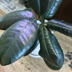 Rubber Tree Plant